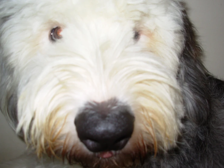 a close up of the head of a dog