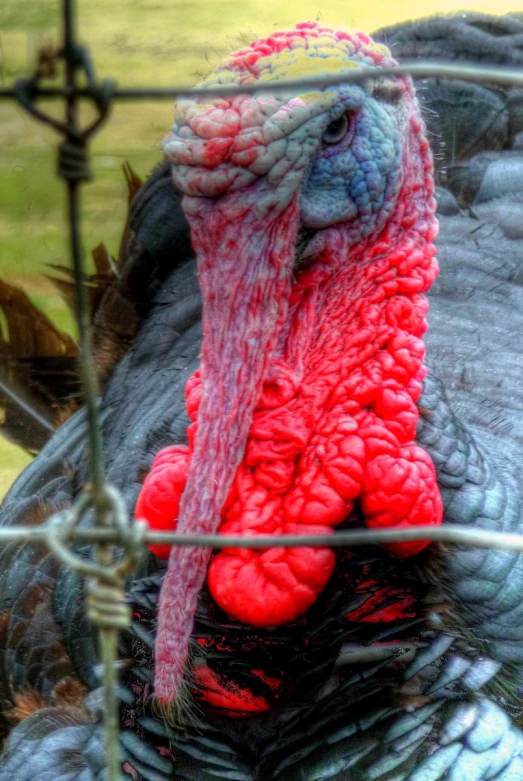 this turkey has been tagged with red poofy 