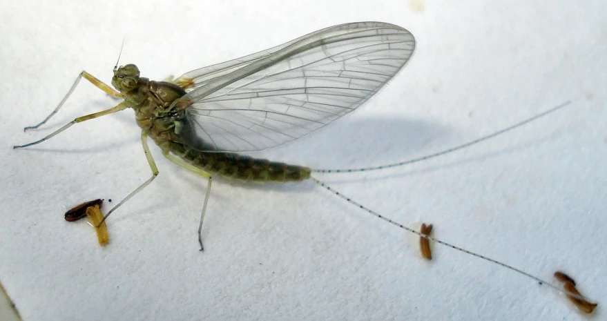 a large bug insect on a white surface