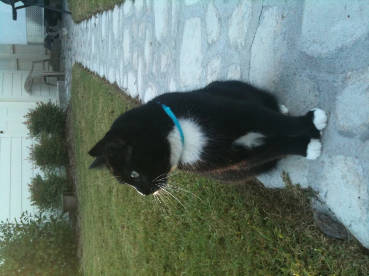 a black and white cat standing near a rock wall