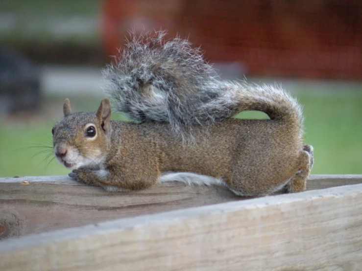 a squirrel sits on top of a wooden ledge and stares down