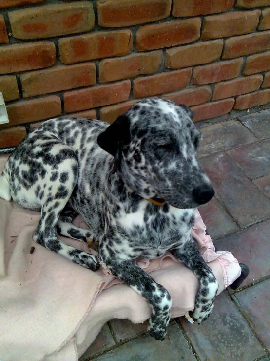 a spotted dog rests outside on a blanket