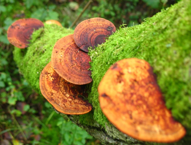 many brown mushrooms on the side of a mossy tree