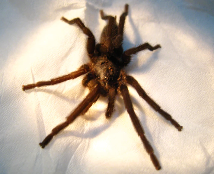 a large brown spider sitting on top of white paper