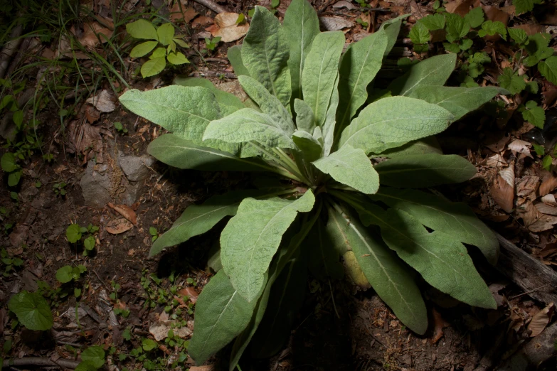 a green plant is on the ground outside