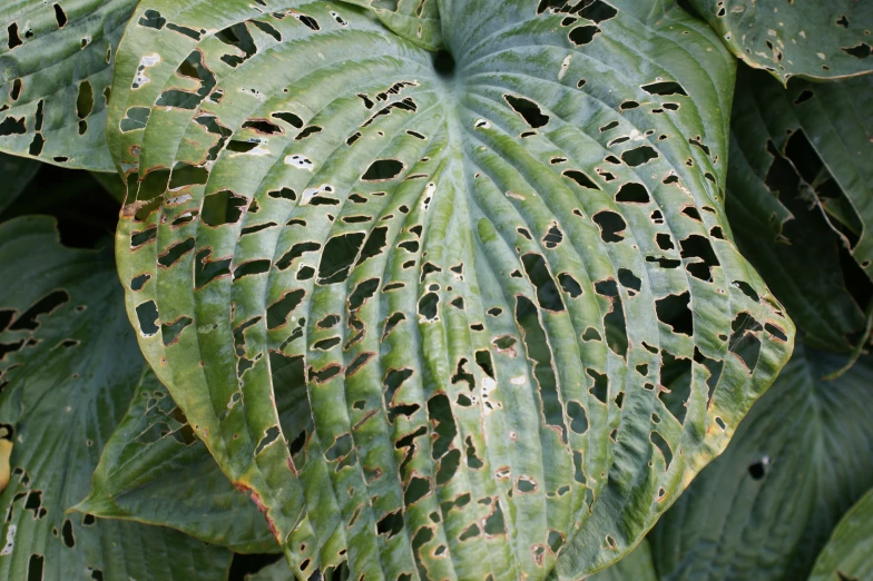 a green leaf with white spots is shown