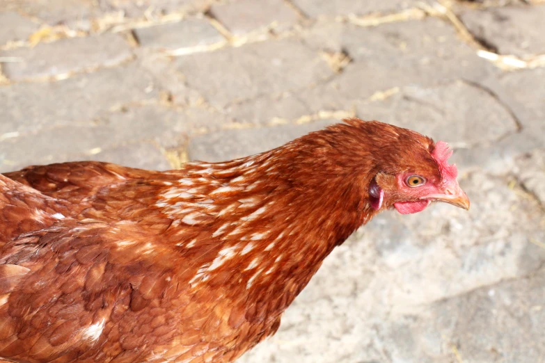 a close up po of a brown chicken