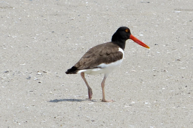 a brown, white and black bird is walking in sand