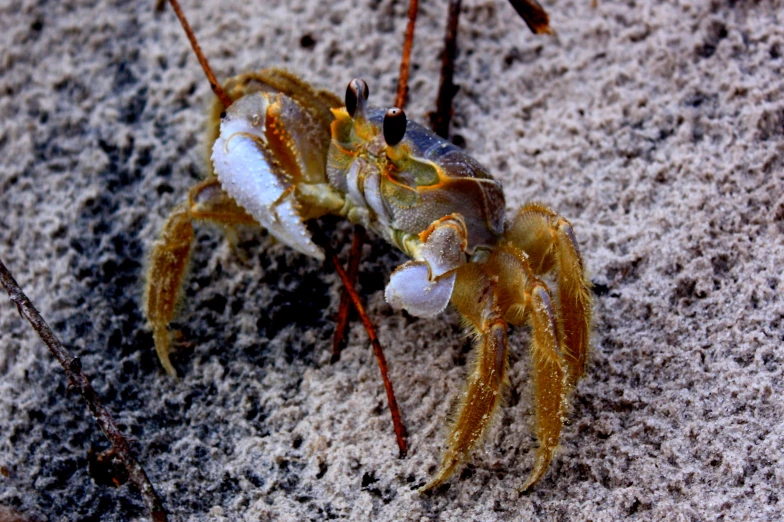 a close up of a crab sitting on the ground