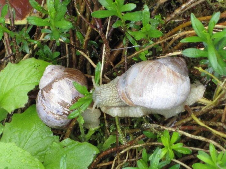 two slugs laying on the ground amongst leaves and plants