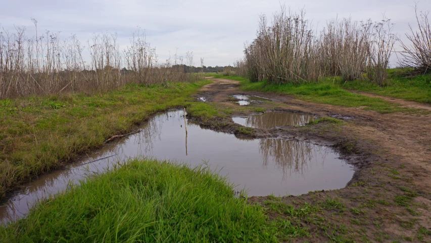 dle in the road with grass and weeds by it