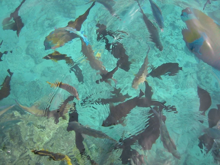 large group of fish swimming in a blue water