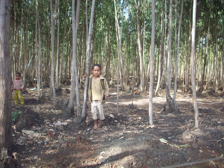  standing in the forest with trees