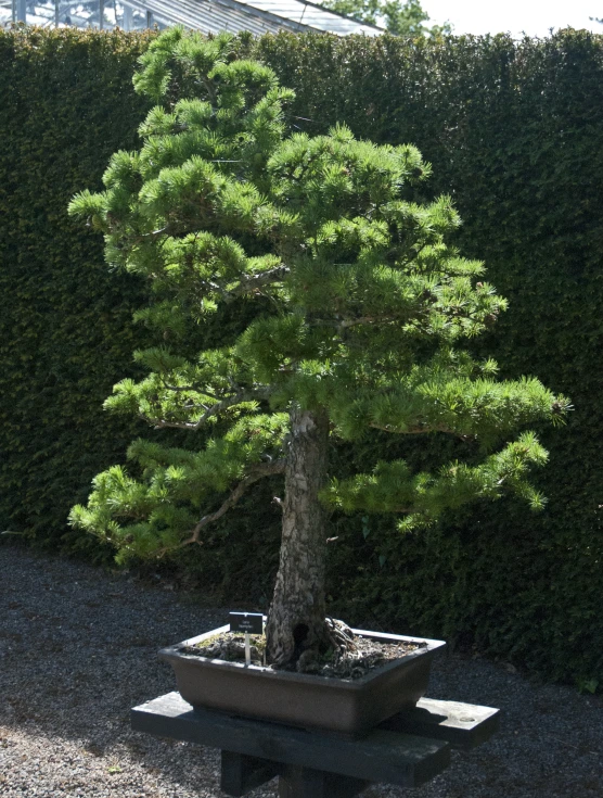 a pine tree sitting in the middle of a garden