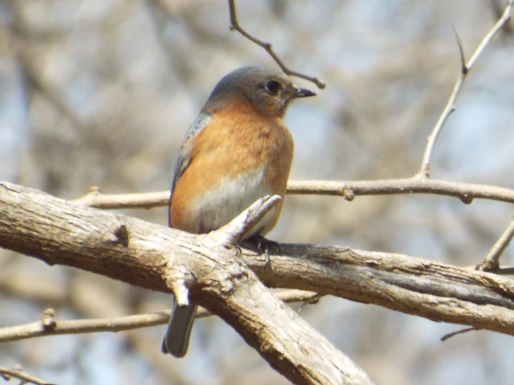 a bird sits on a tree nch looking at the camera