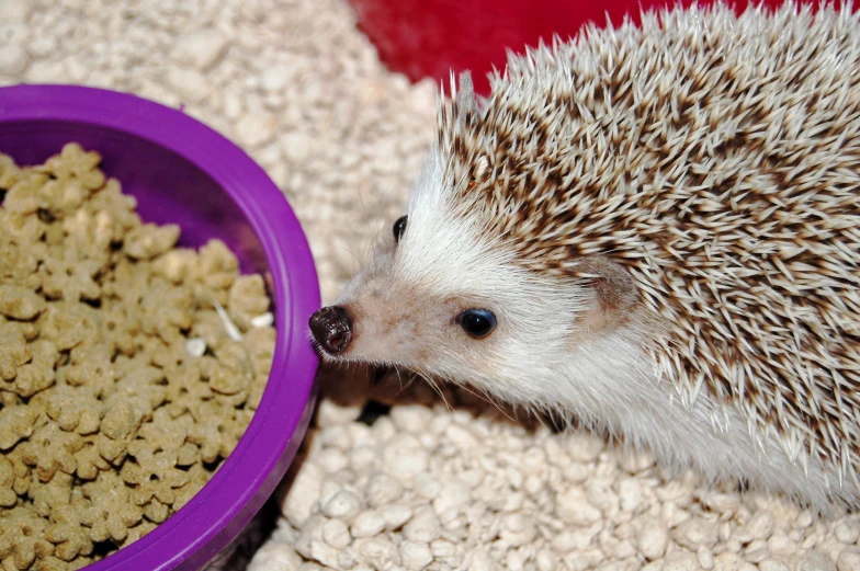 a hedgehog eating food next to its bowl