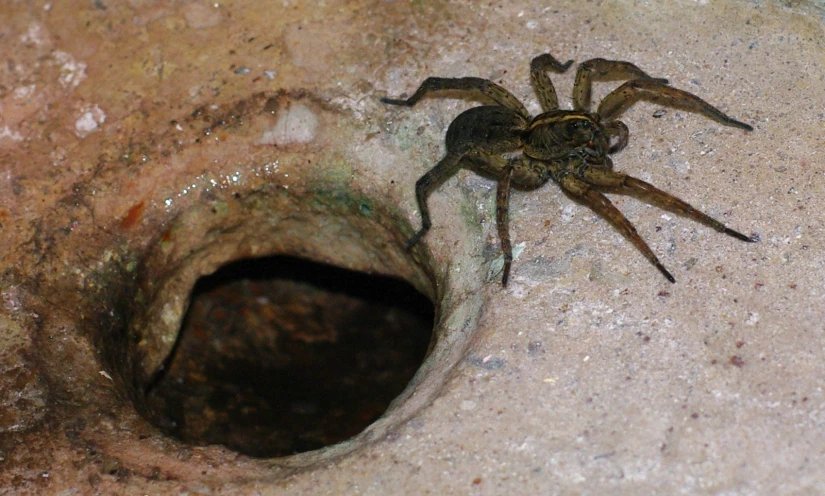 a spider sitting in a hole in the wall