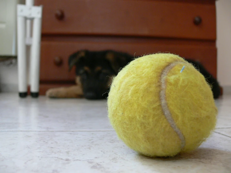 a dog sleeping on a floor in front of a large yellow tennis ball