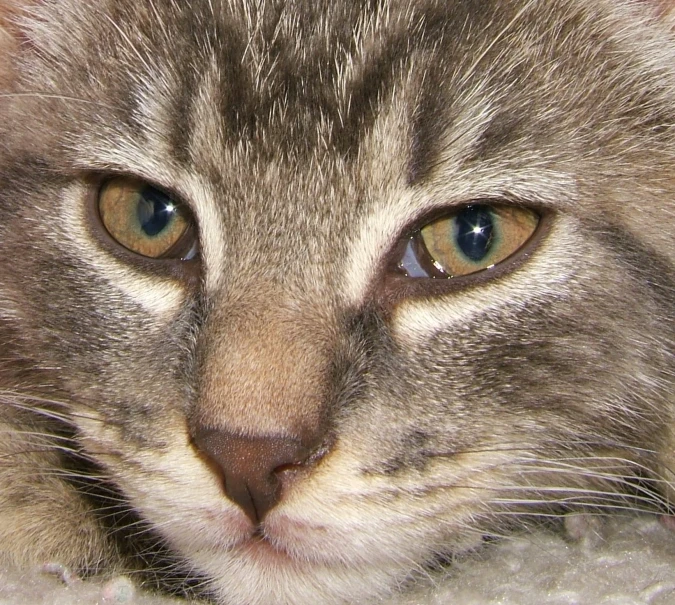 a close up of a cat's face with blue eyes