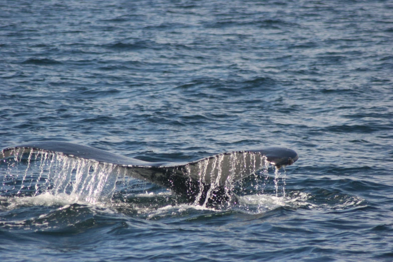 a gray whale jumps out of the water