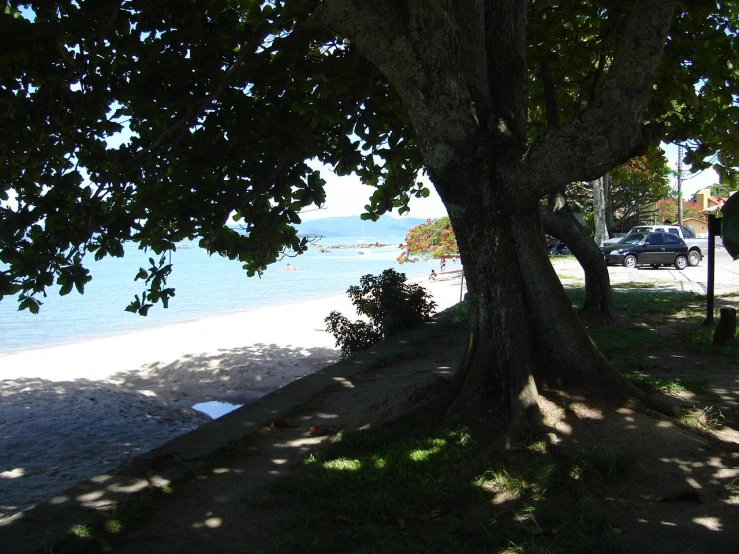 the sun is shining brightly on the beach near a tree