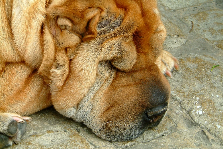 a big brown dog resting on top of a wet ground