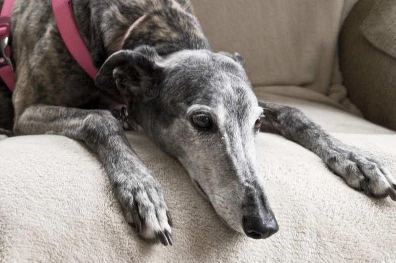 the dog is laying down on the sofa