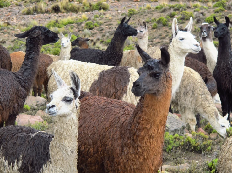 some brown black and white alpacas and one is looking at the camera