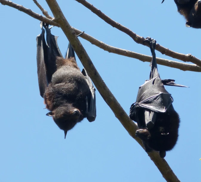 a pair of flying bats hanging on a tree nch