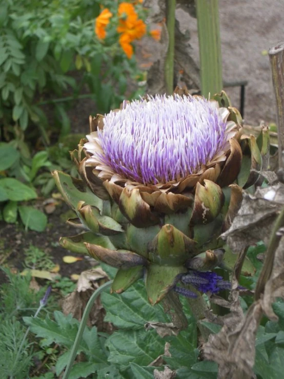 an artichoke growing in a garden, with other plant life