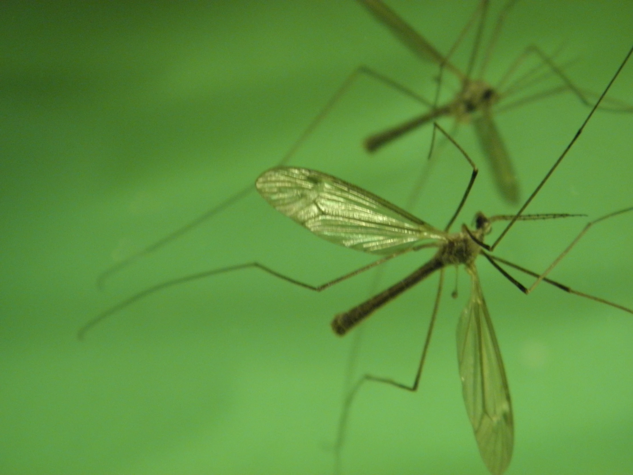 some mosquitoes with different patterns on their bodies