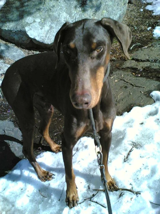 a brown dog standing in the snow with his leash