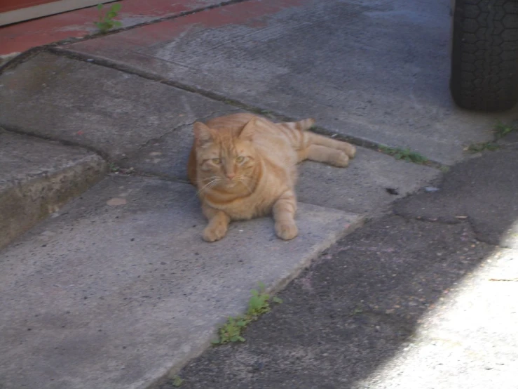 an orange cat laying on concrete steps in front of a red door