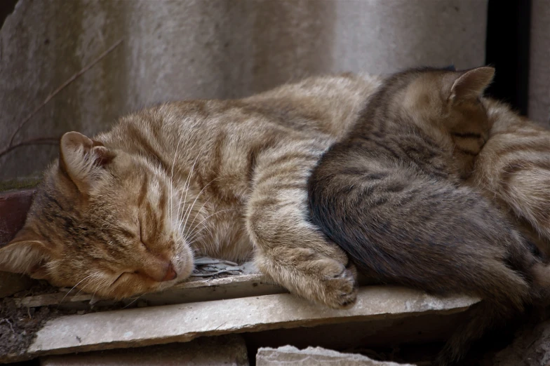 two cats laying down on a window ledge