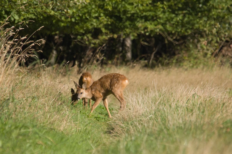 two deer grazing in the grass next to trees