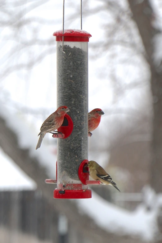 three little birds sitting on a red bird feeder