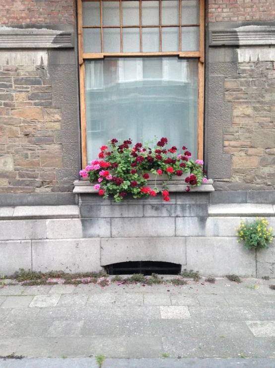 flowers outside a window with flowers growing out the inside