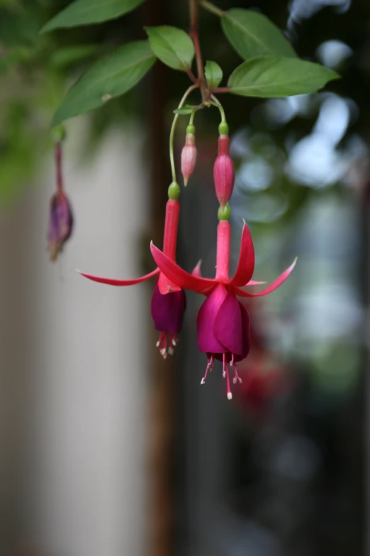 the fuchsia flowers are in bloom next to a green nch