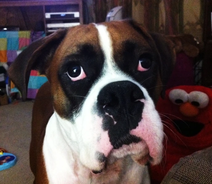 a very large brown and white dog next to a chair