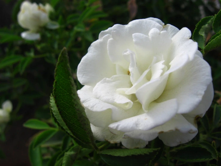 a white flower sitting in the middle of green leaves