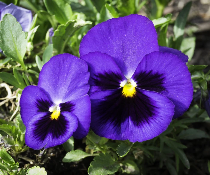 three purple flowers with green leaves in the background