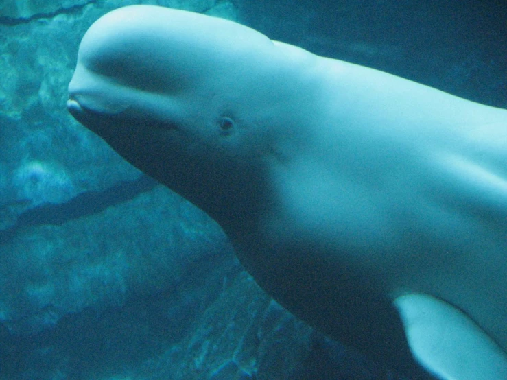 a large white animal in some dark water