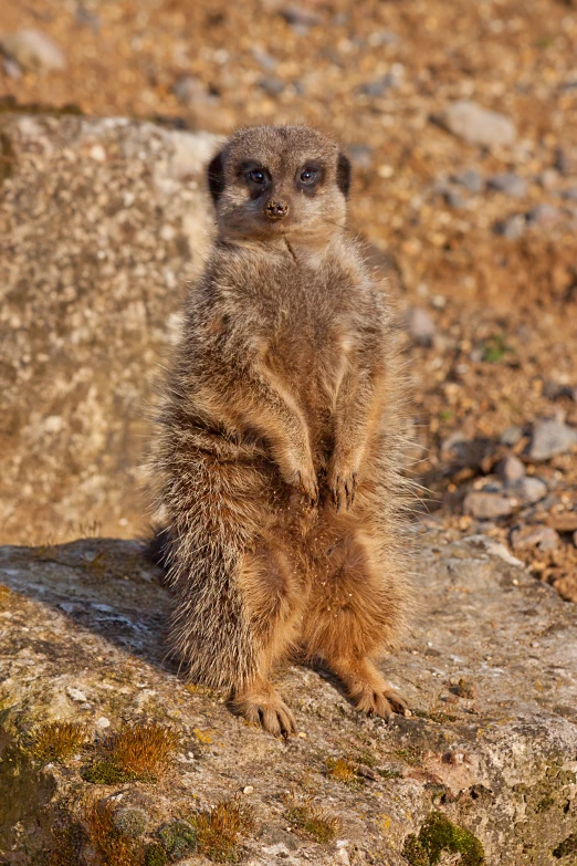 a small yellow and black animal standing on top of a rock