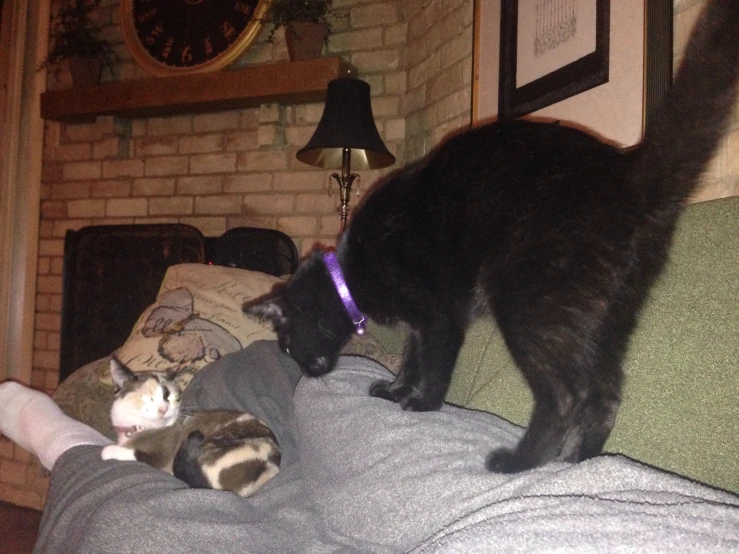 a cat stands on a couch with two kittens