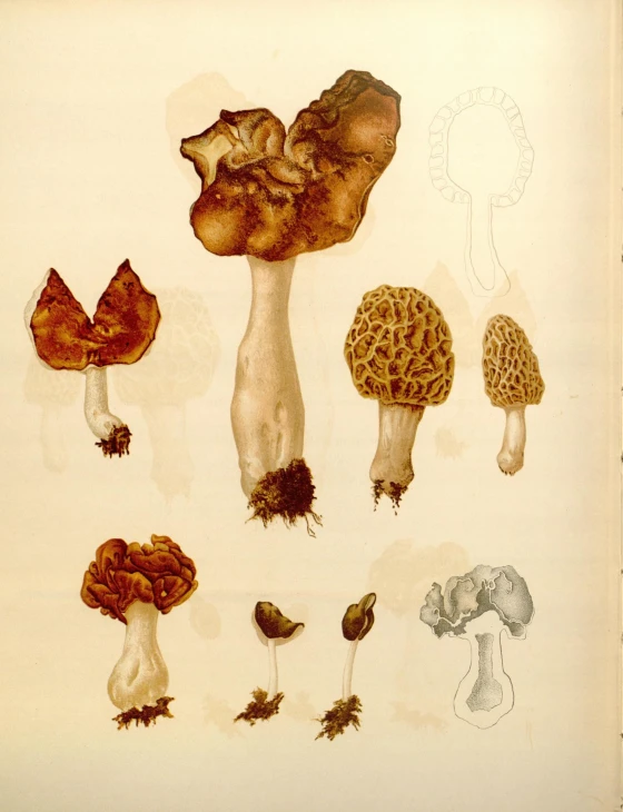 a group of brown mushrooms are shown together