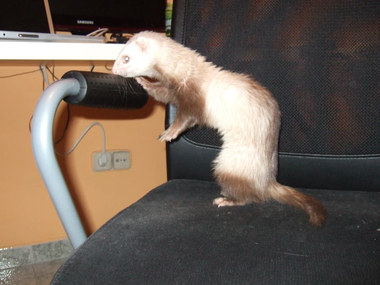 a ferret perches on an office chair seat