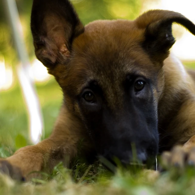 there is a dog laying on the ground with his nose open