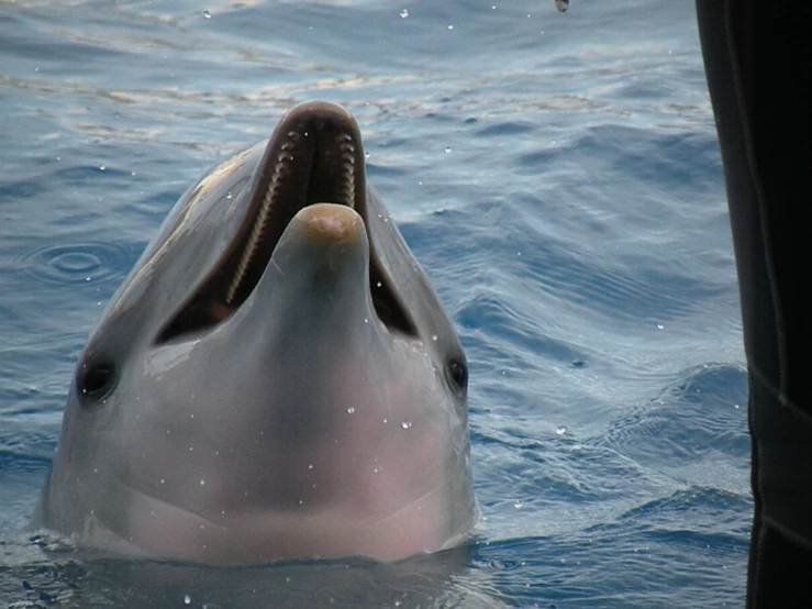 a dolphins nose is poking out of the water