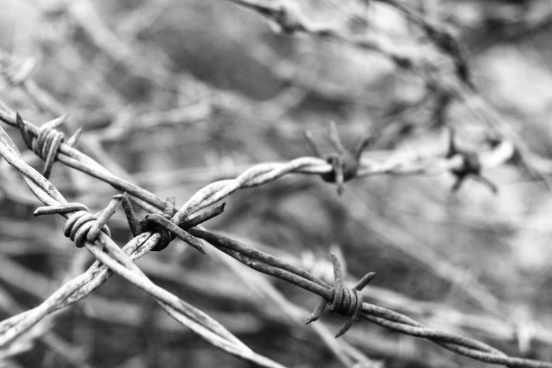 close up of a chain link fence with a bird in the distance