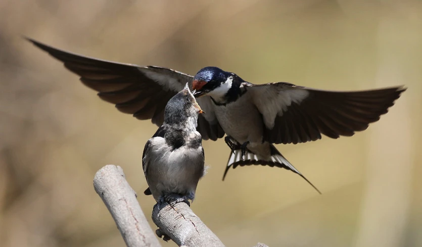 there are two birds that are fighting on the nch